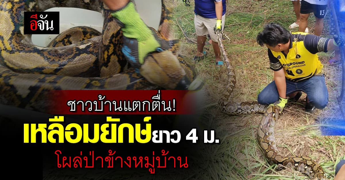 ชาวบ้านผวา! โคตรไอ้เหลือม โผล่ป่าข้างหมู่บ้าน เห็นแล้วขนลุก