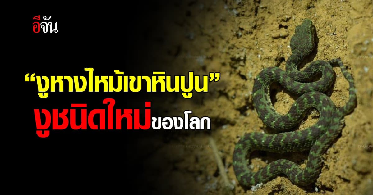 ฮือฮา! อุทยานแห่งชาติทะเลบัน พบ “งูหางไหม้เขาหินปูน” งูชนิดใหม่ของโลก