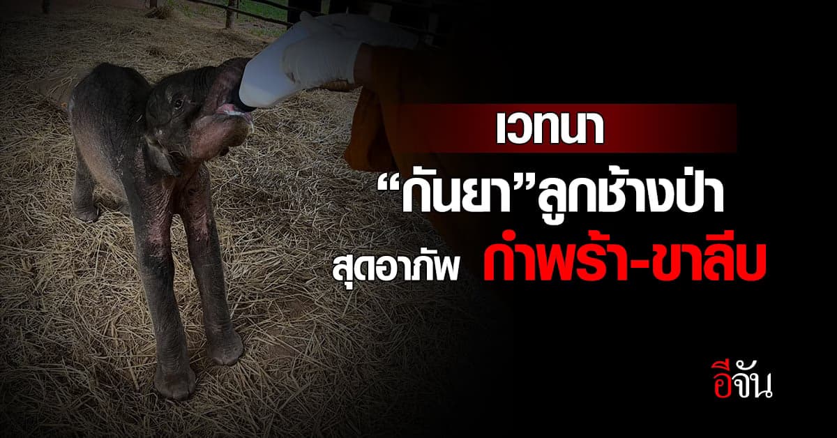 สุดอาภัพ น้องกันยา ลูกช้างป่า หลงโขลง ป่วย ขาลีบ ขาดสารอาหาร