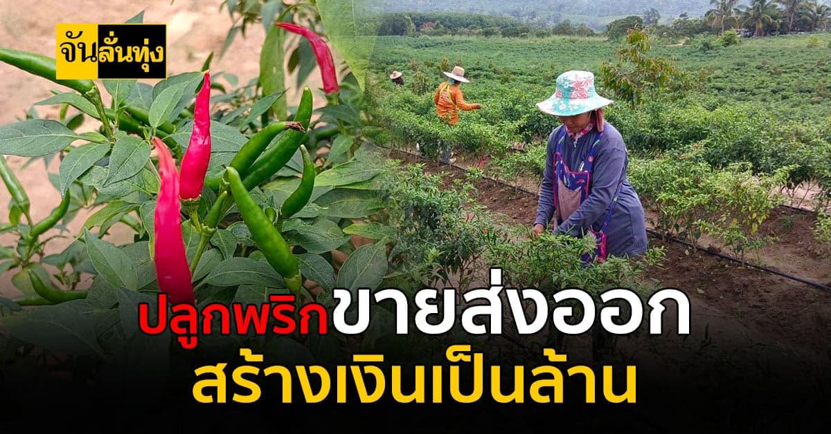 ปลูกพริกแซมสวนทุเรียน สร้างรายแบบปังๆ นับล้านบาทต่อปี