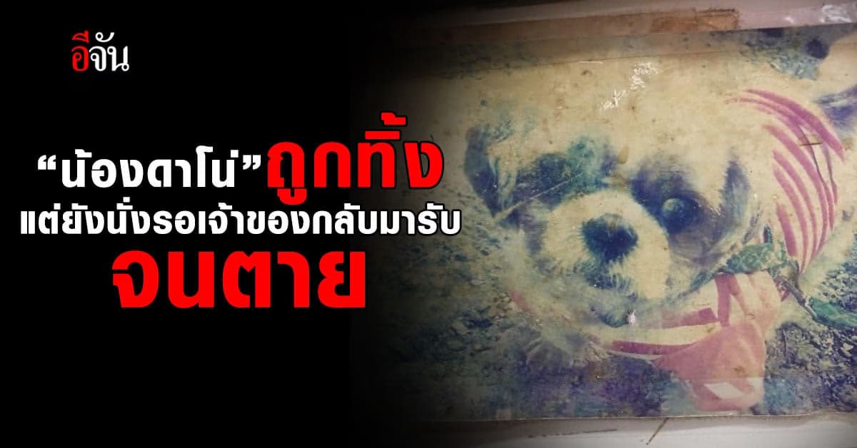 สัตวแพทย์ เล่า เจ้าของที่บอกว่ารักหมาเหมือนลูก ปล่อยหมา ตาย คาคลินิก