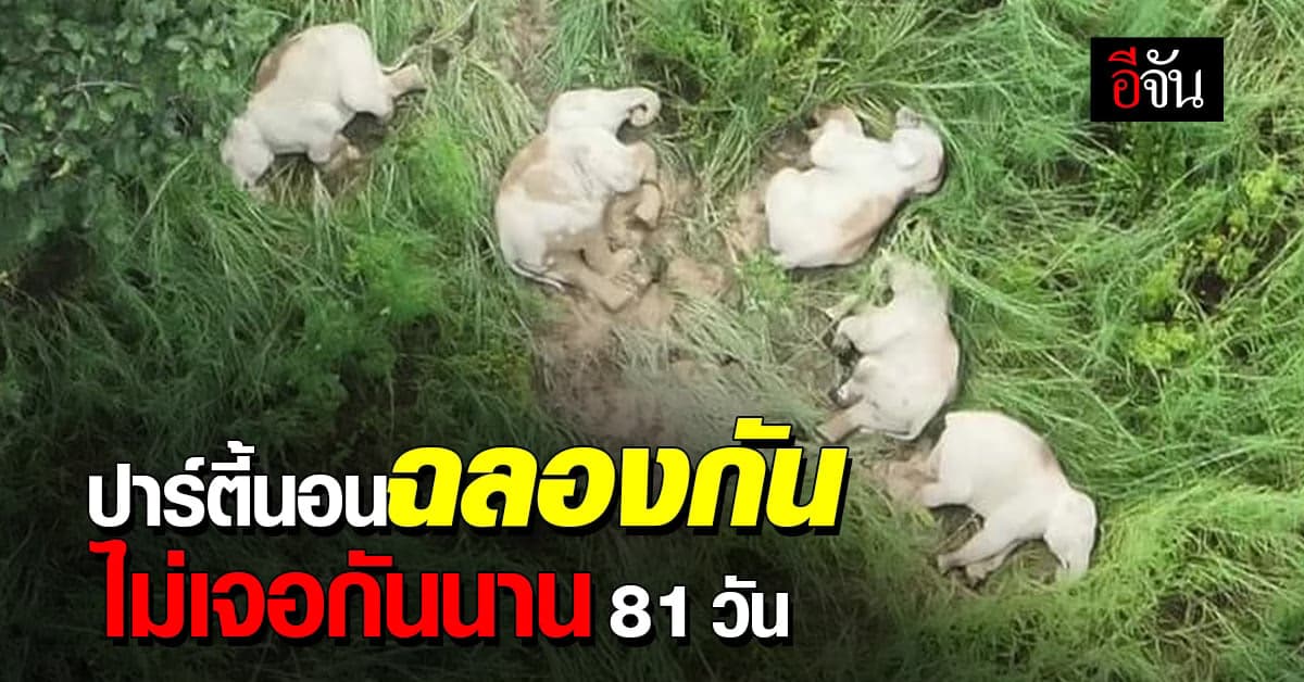 แก๊งเพื่อนช้าง นอนฉลอง หลังไม่ได้เจอกัน 81 วัน จาก เรื่องเล่าจากภูหลวง