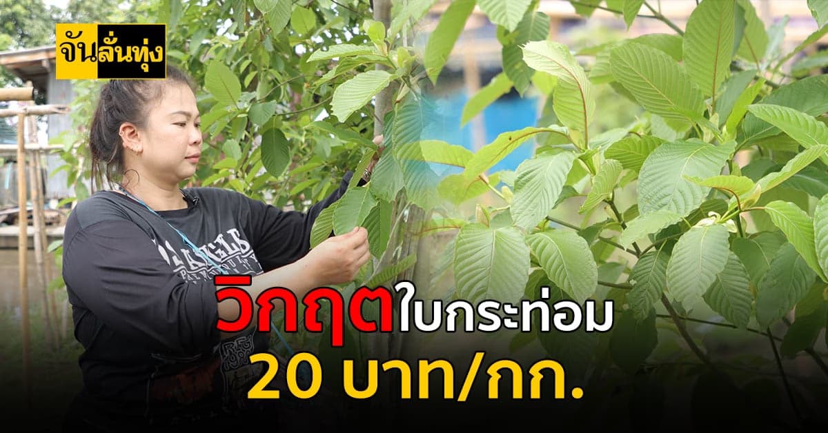 ใบกระท่อมลงต่ำสุดในรอบปี ราคาหน้าสวน 20 บาท/กก. บางสวนทำใจปล่อยทิ้ง