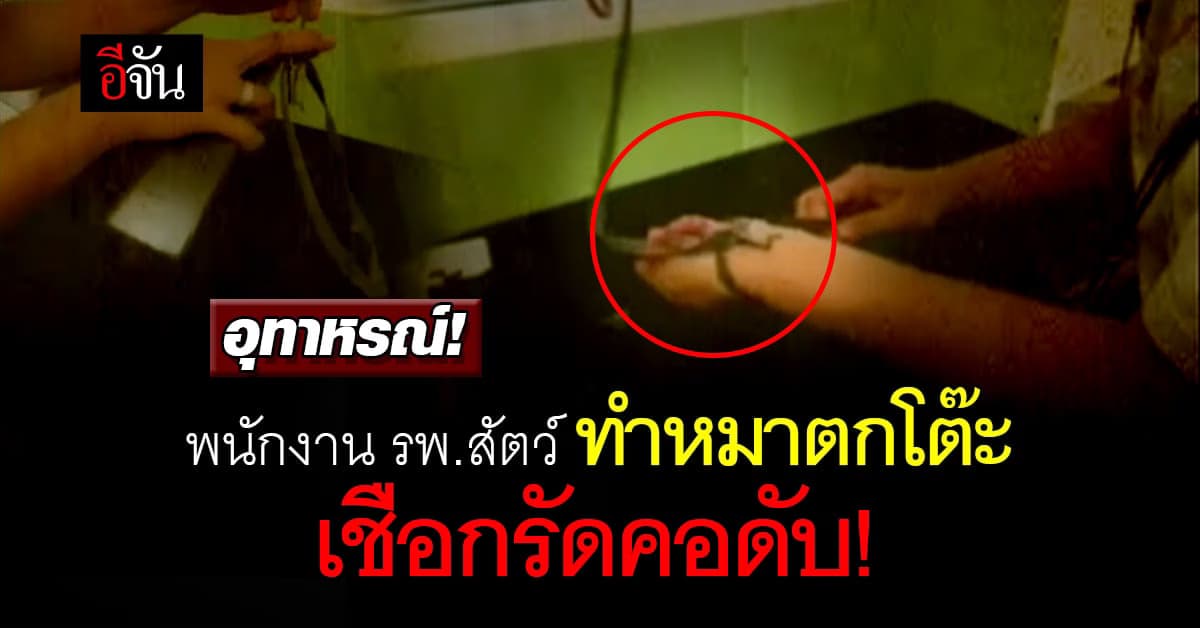 อุทาหรณ์! พนักงาน รพ.สัตว์ สะเพร่า ปล่อยน้องหมาตกโต๊ะ เชือกรัดคอดับ!