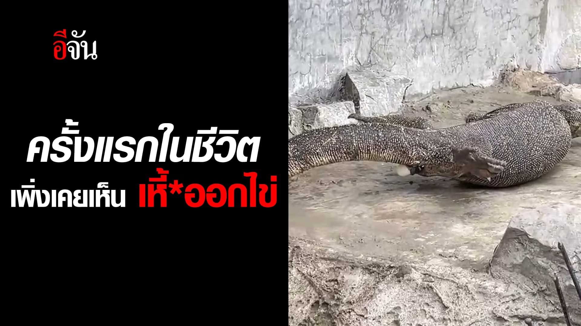 🎬 ครั้งแรกในชีวิต เพิ่งเคยเห็น ตัวเงินตัวทอง ออกไข่