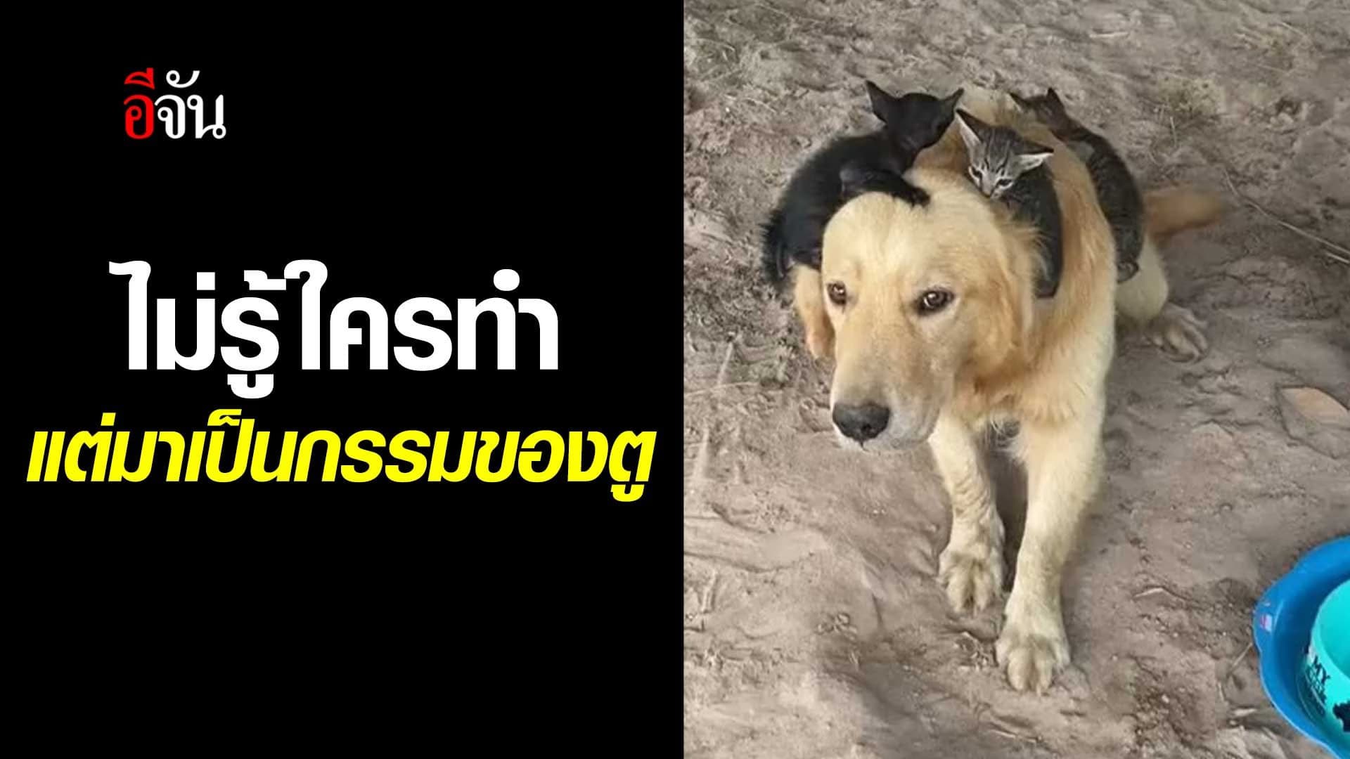 🎬 คลิปโซเชียล ไม่รู้ใครทำ แต่มาเป็นกรรมของตู