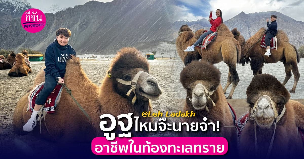 พาไปดูอาชีพบริการเช่าอูฐ ชมวิว ใน  Hunder sand dune  ที่ Leh Ladakh