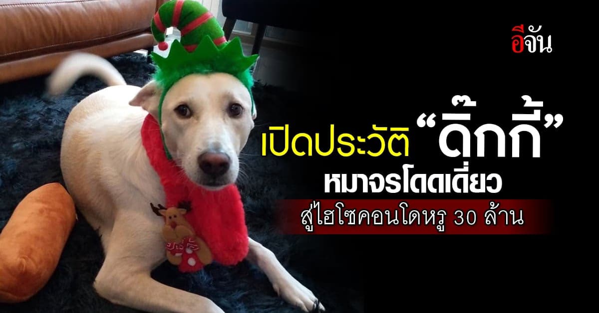 เปิดประวัติ “ดิ๊กกี้” หมาพันธุ์ไทย วาสนาดี อยู่คอนโดหรู 30 ล้านบาท