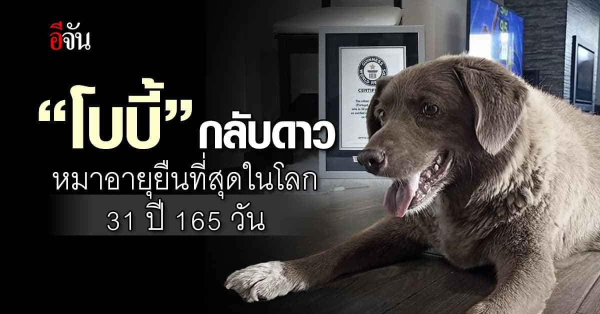 “โบบี้” หมาที่อายุยืนที่สุดในโลก จากไปในวัย 31 ปี 165 วัน