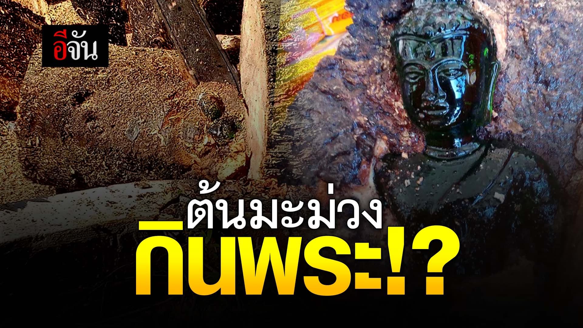 🎬 ต้นมะม่วงกินพระ!?