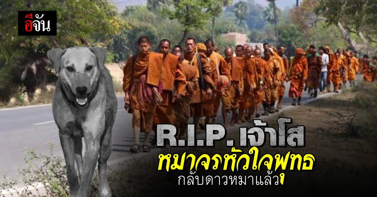 “เจ้าโส” หมาจรหัวใจพุทธ ผู้พิทักษ์พระธุดงค์ กลับดาวหมาแล้ว