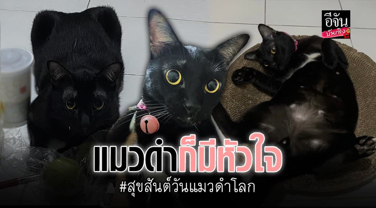 แมวดำ สัญญาลักษณ์ของโชคร้ายจริงเหรอ?