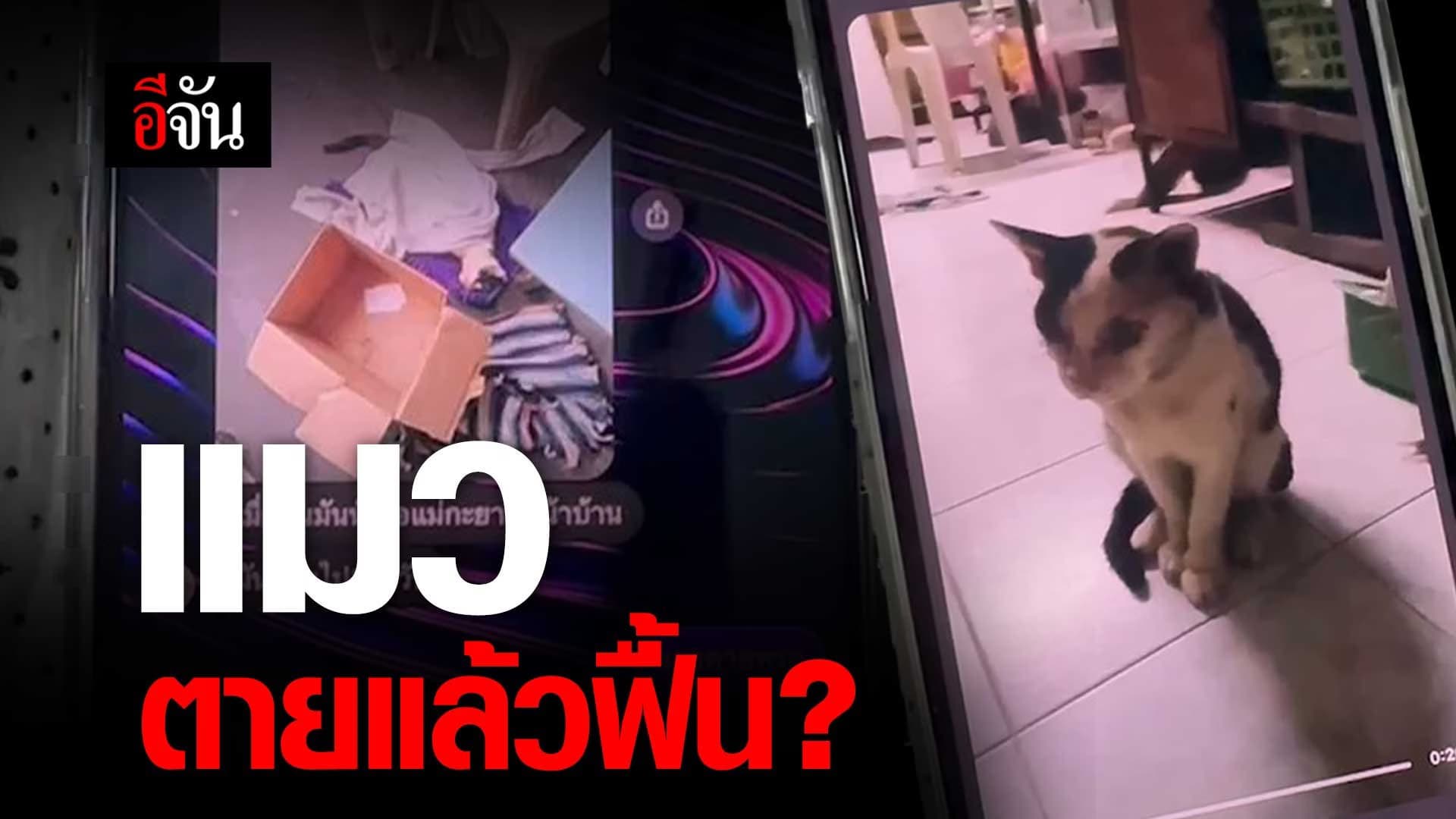 🎬 คลิปโซเชียล แมวตายแล้วฟื้น?