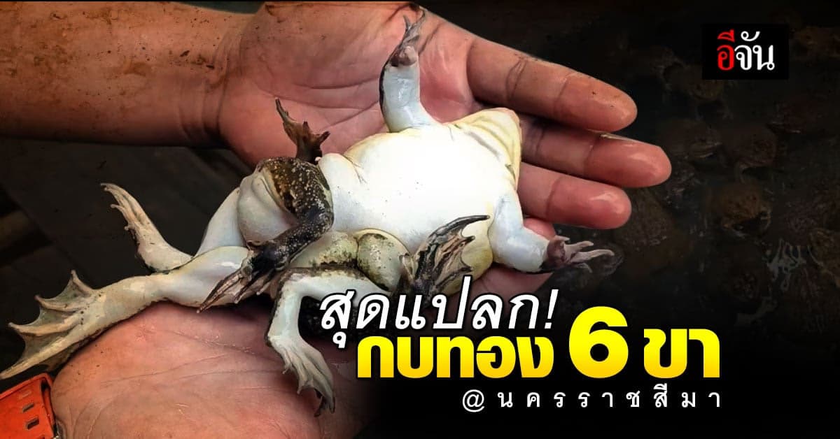 หนุ่มโคราช เลี้ยง กบทอง 6 ขา กบ 8 ขา เจ้าของบอก ให้โชคตลอด