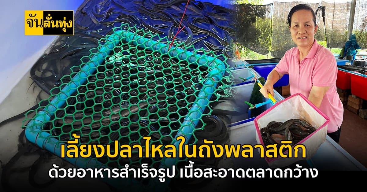 เลี้ยงปลาไหลระบบน้ำใส เนื้อแน่น ราคาสูง