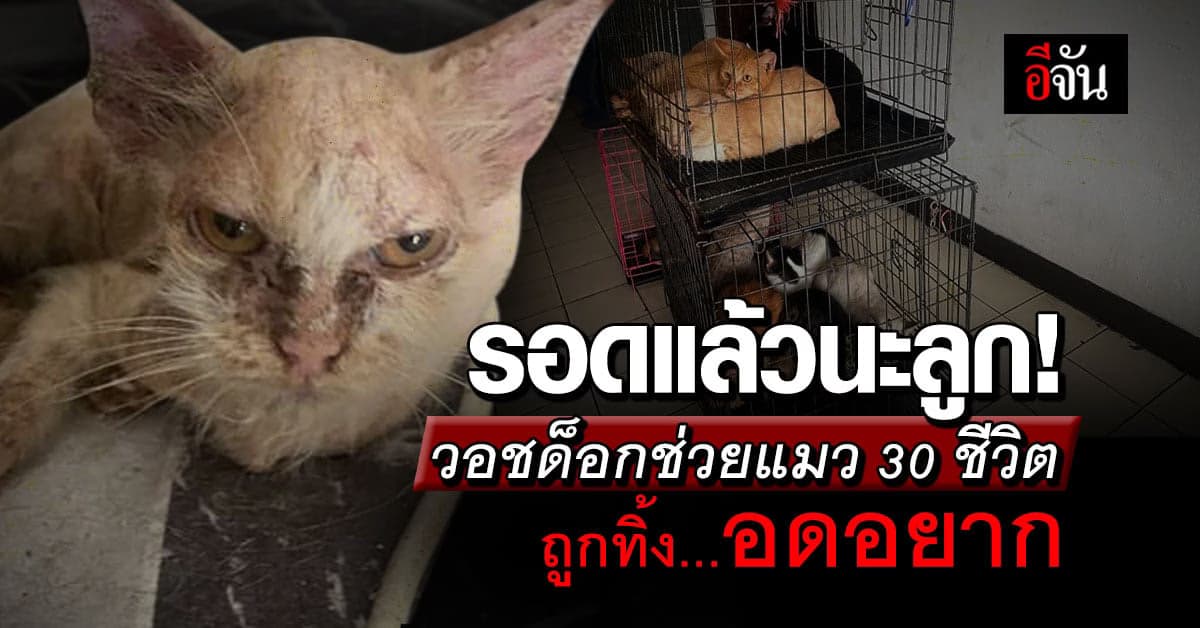 วอชด็อก ช่วยแมว 30 ชีวิตถูกทิ้งไว้ในคอนโด