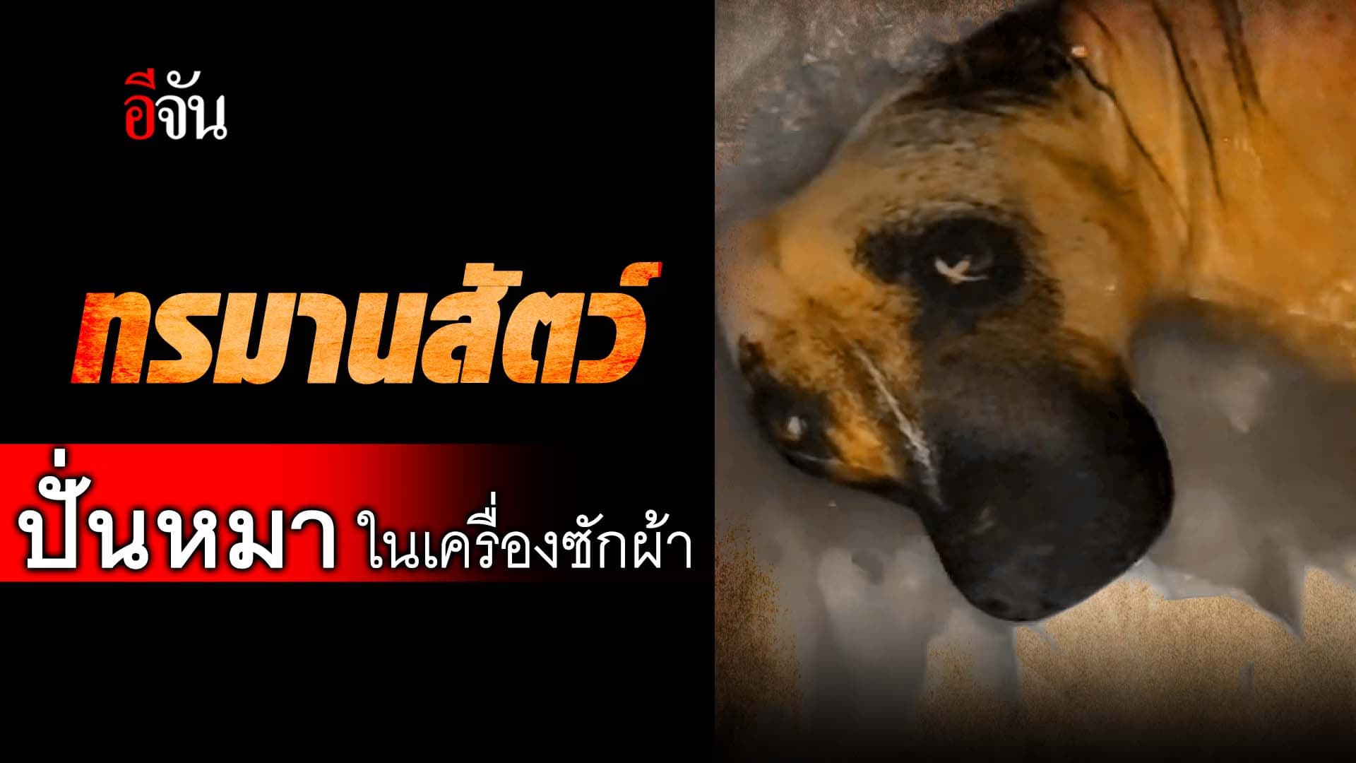 🎬 ทรมานสัตว์ ปั่นหมาในเครื่องซักผ้า