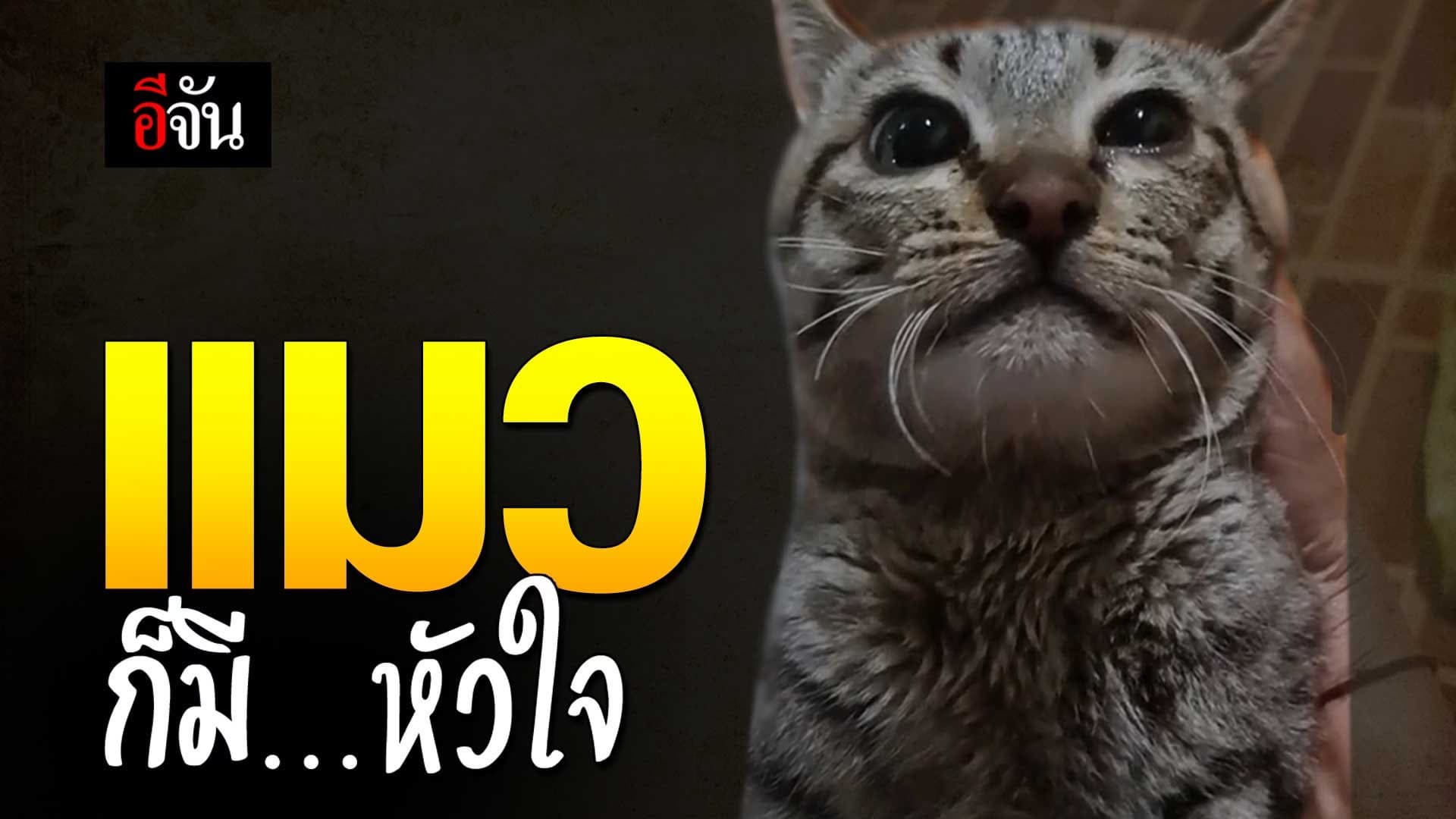 🎬 แมวก็มีหัวใจ