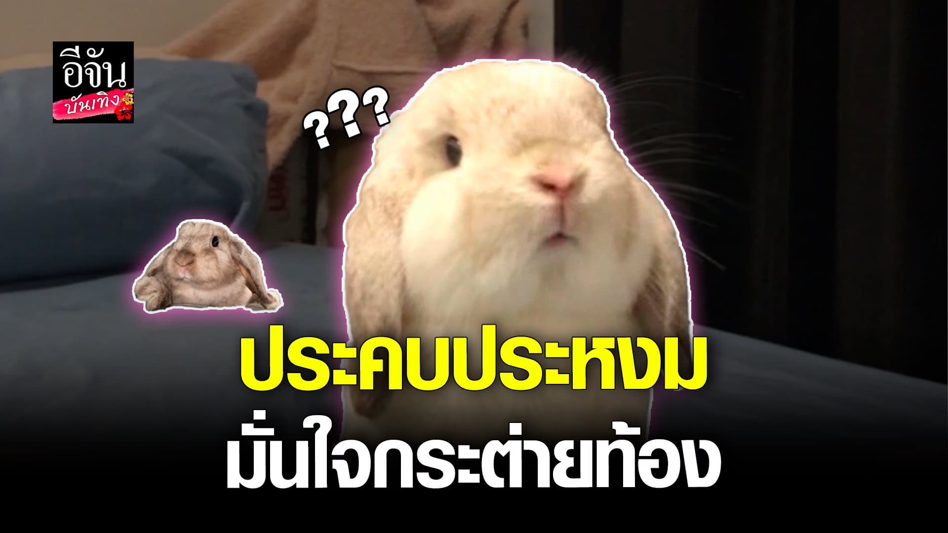 🎬 คลิปบันเทิง : สาวรีวิวกระต่าย คิดว่าท้อง ที่ไหนได้ หมอบอกแบบนี้