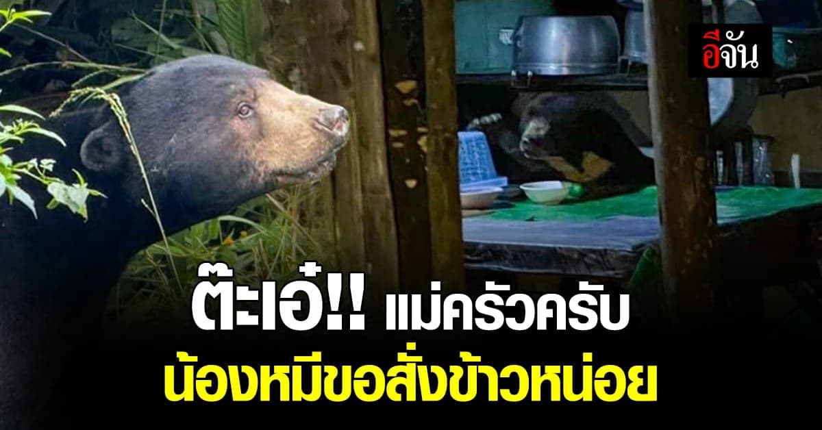 อช.แก่งกระจาน เปิดภาพสุดน่ารักของหมีหมา เข้าครัว นั่งสั่งข้าวกลางดึก