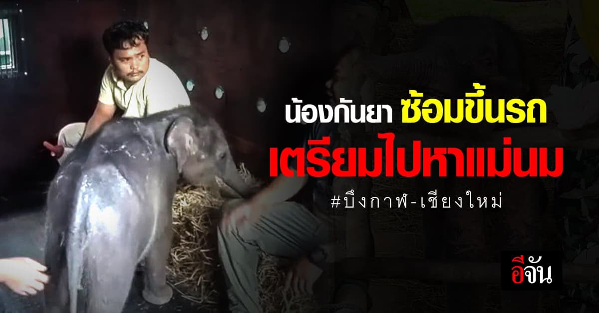 ภารกิจ พาช้างกำพร้า “กันยา” ไปหาแม่นม จากบึงกาฬ-เชียงใหม่