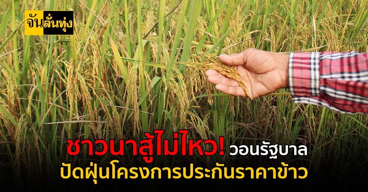 ขายข้าวก็ขาดทุน! วอนรัฐบาลปัดฝุ่น โครงการประกันราคาข้าว