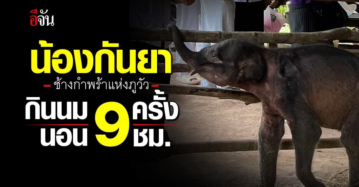 อัปเดตสุขภาพ กันยา ช้างกำพร้าแห่งภูวัว กินนม 9 ครั้ง นอน 9 ชม.
