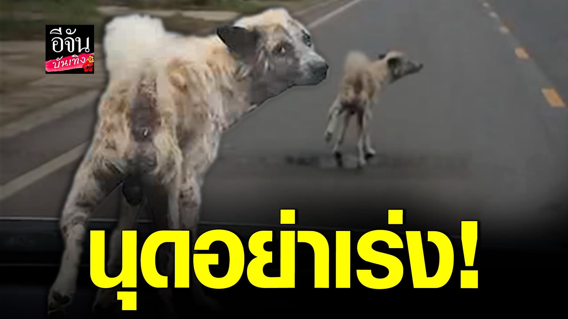 🎬 คลิปบันเทิง : ตัวตึงประจำซอย ทำธุระกลางถนน ไม่สนนุด!