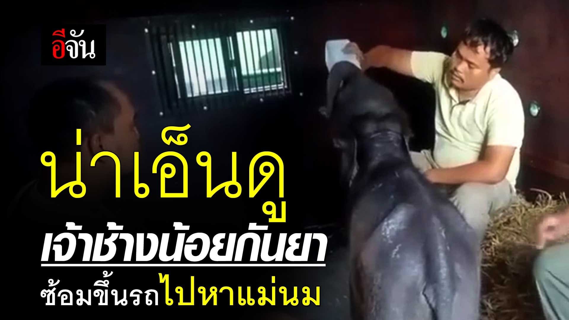 🎬 น่าเอ็นดู เจ้าช้างน้อย กันยา ซ้อมขึ้นรถไปหาแม่นม