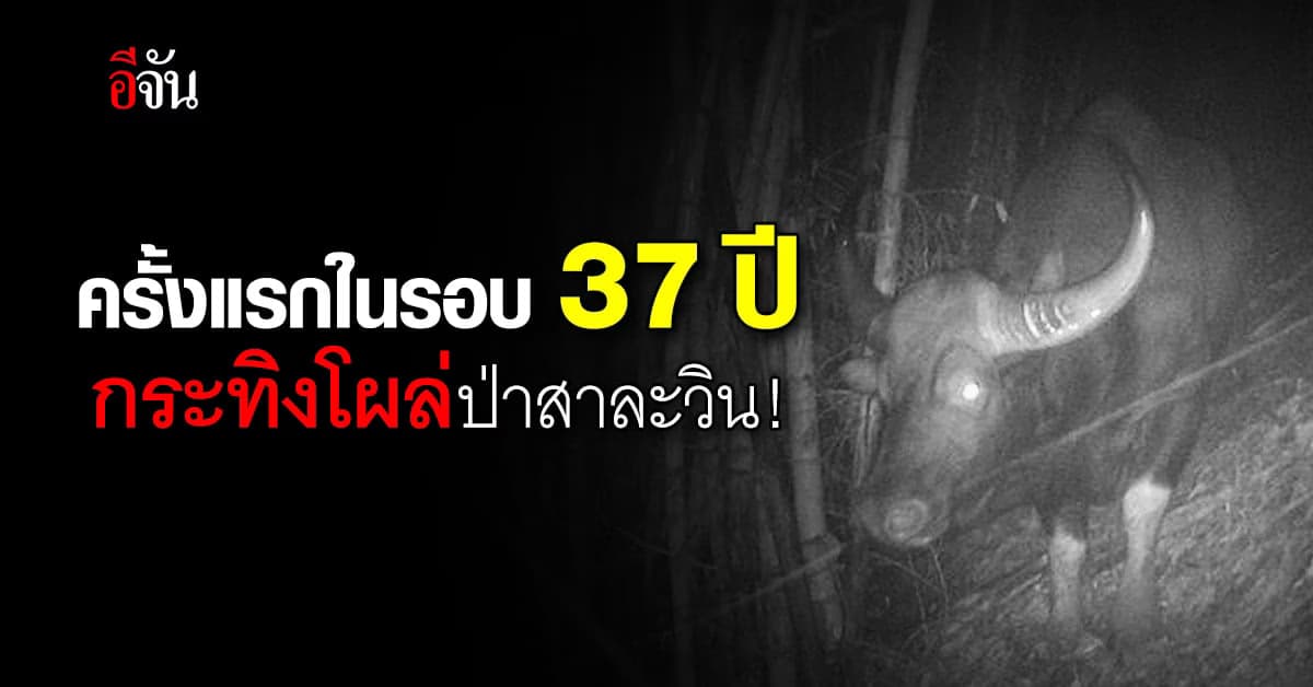 เย้ ! พบ ‘กระทิง’ ในเขตรักษาพันธุ์สัตว์ป่าสาละวิน ครั้งแรกในรอบ 37 ปี