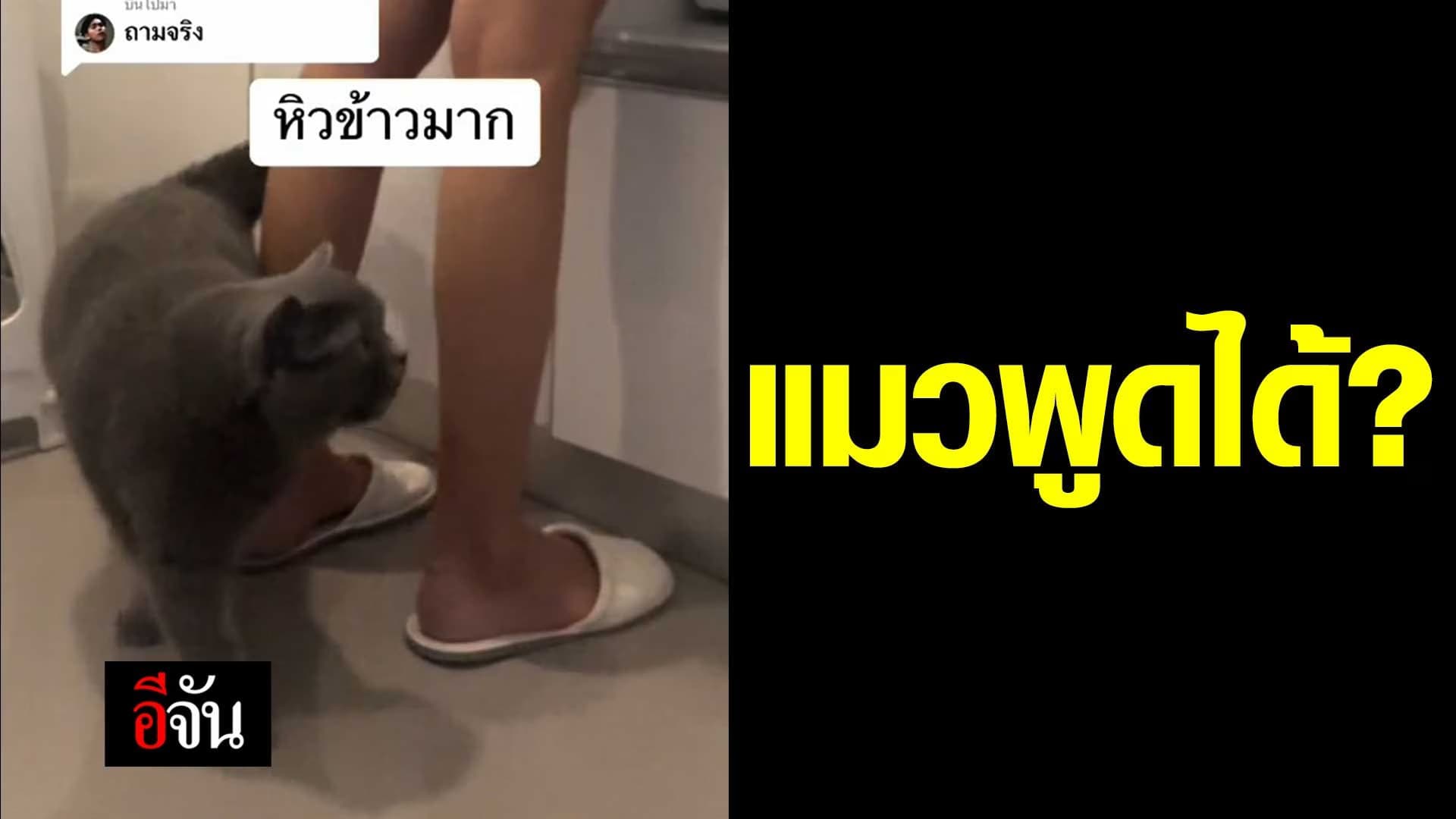 🎬 แมวพูดได้?