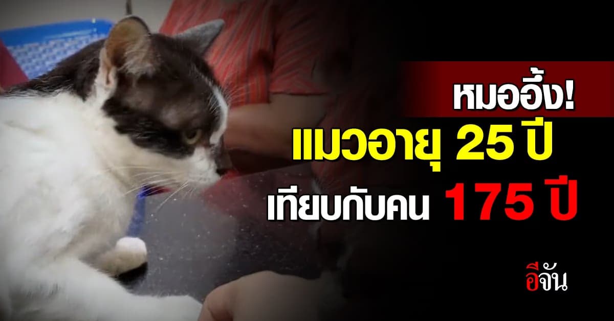 หมออึ้ง! คุณยาย พาแมว อายุ 25 ปี มารักษา เทียบกับคน 175 ปี