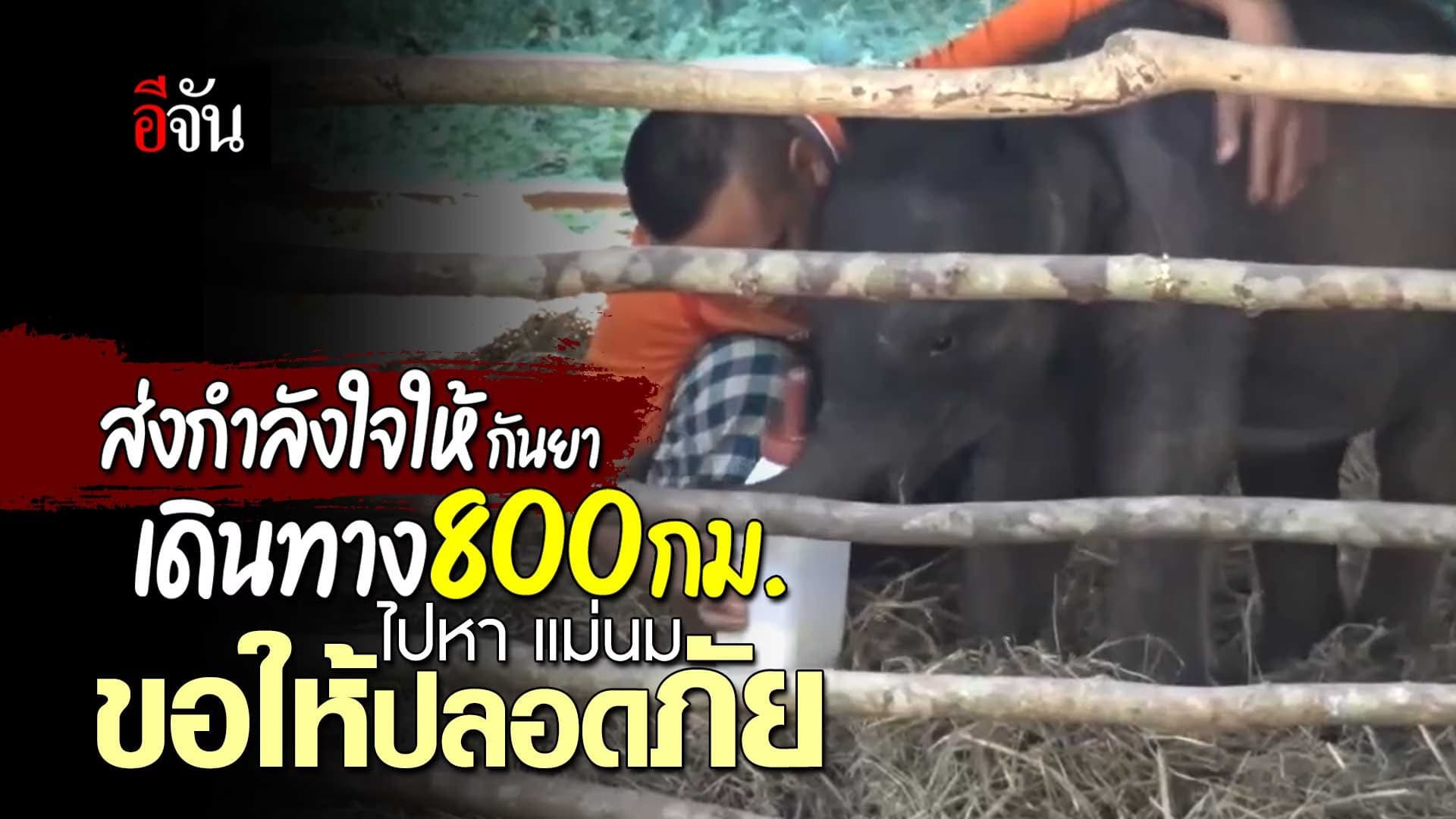 🎬 ส่งกำลังใจให้ ช้างกันยา เดินทาง 800 กม. ไปหา แม่นม ขอให้ปลอดภัย