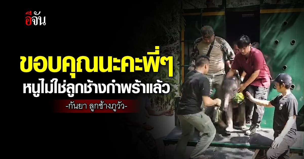 กันยา ลูกช้างพลัดโขลง ไม่กำพร้าอีกต่อไป