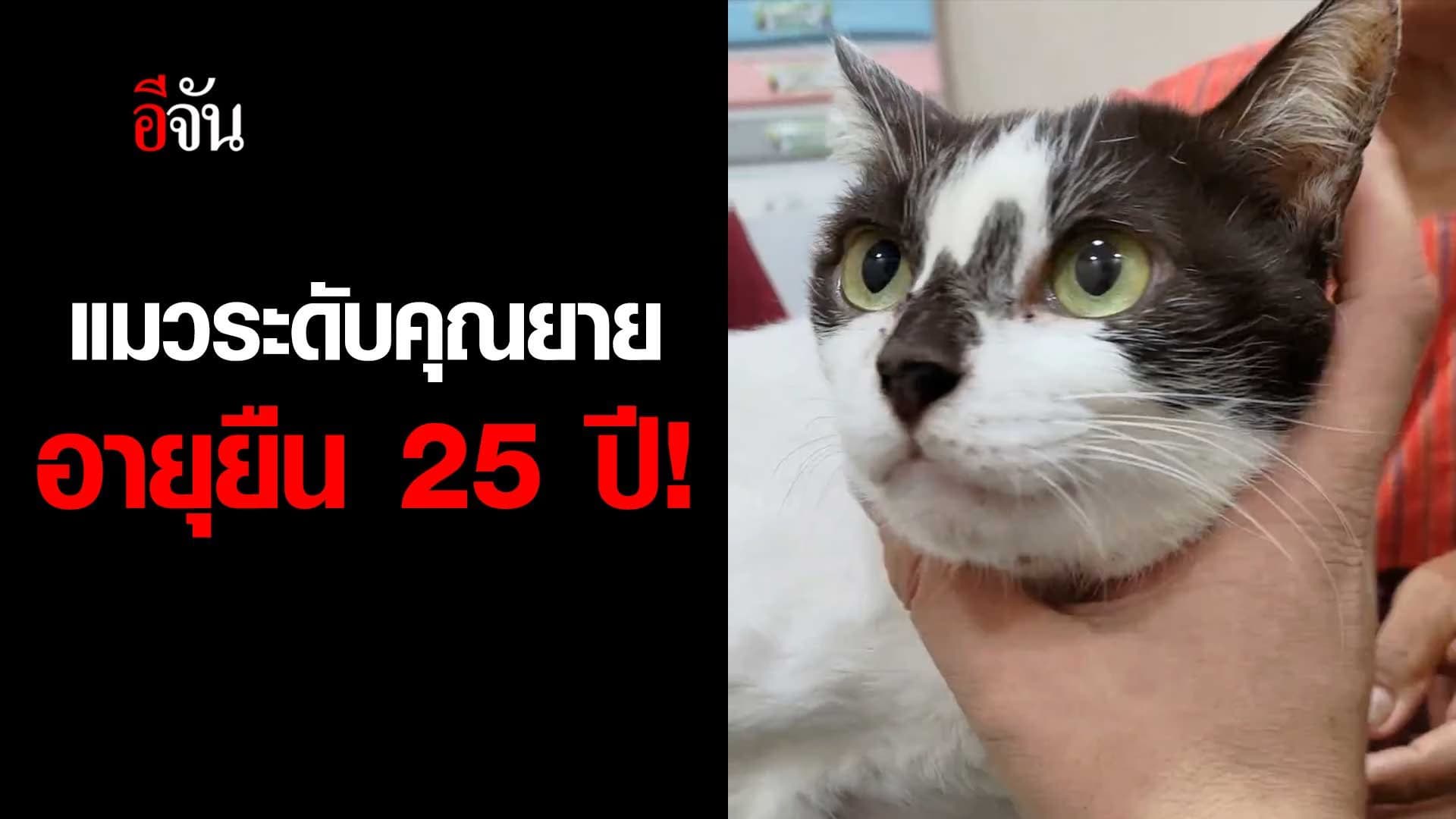 🎬 แมวระดับคุณยาย อายุยืน 25 ปี!