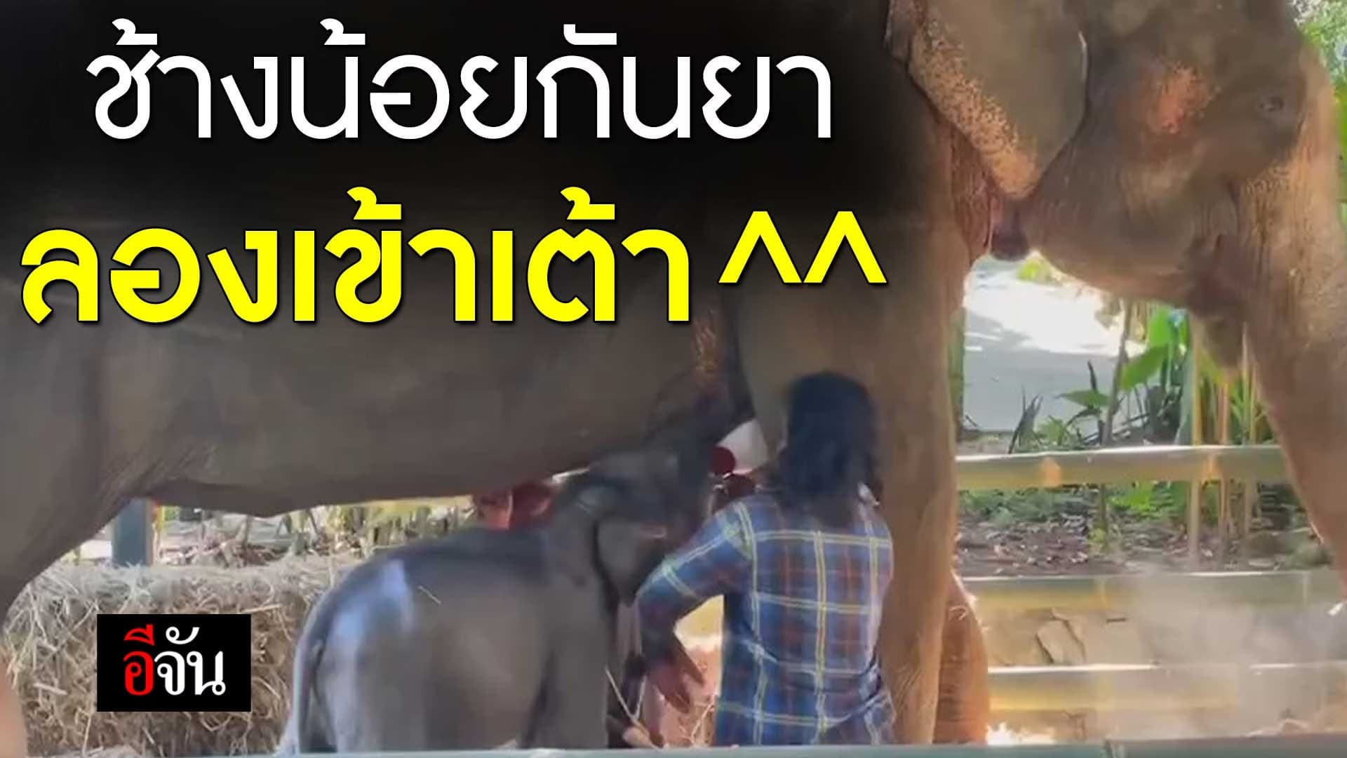 🎬 ช้างกันยา ลองเข้าเต้า