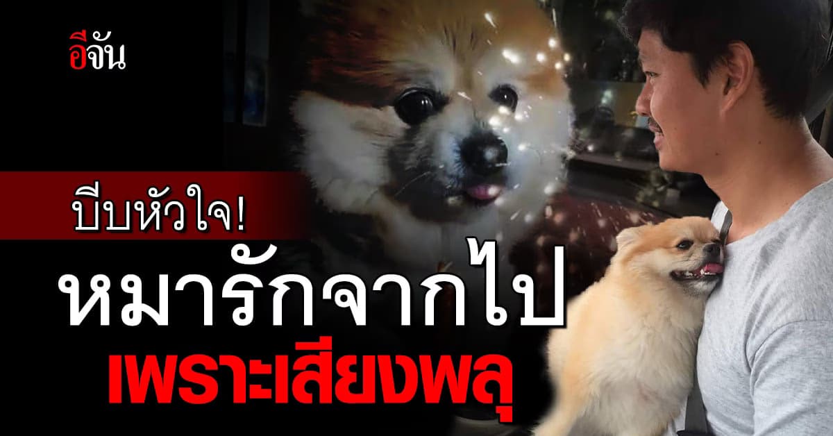 เจ้าของหมาร่ำไห้ วัดจุดพลุใหญ่ เสียงดังสนั่น จนหมาที่เลี้ยงไว้ ช็อกตาย