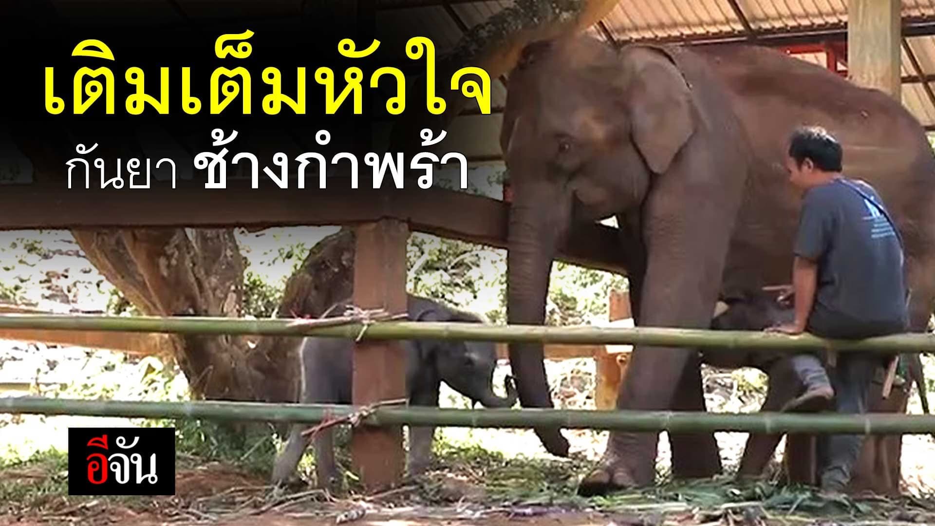 🎬 เติมเต็มหัวใจ ช้างกันยา ช้างกำพร้า