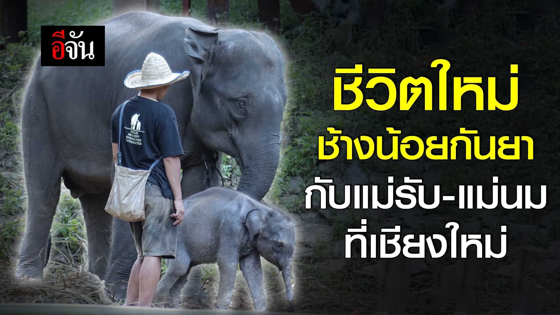 🎬 ชีวิตใหม่ ช้างกันยา กับแม่รับ-แม่นม ที่เชียงใหม่