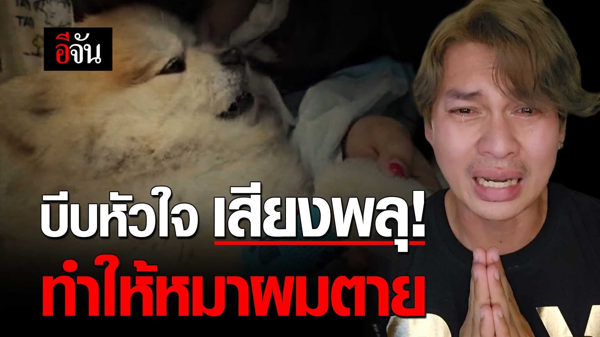 🎬 เสียงพลุ! ทำให้หมาผมตาย