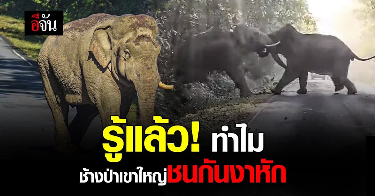 กรมอุทยานฯ-ซินโครตรอน เผยสาเหตุ ช้างป่าเขาใหญ่ชนกันงาหัก