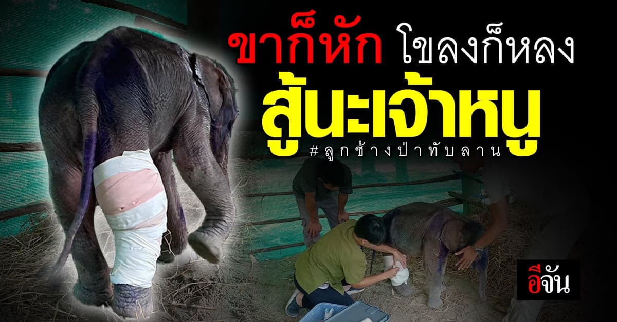 ลูกช้างป่าทับลานหลงโขลง ขาหัก เจ้าหน้าที่เร่งรักษาให้แข็งแรงมากที่สุด