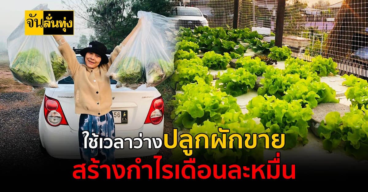 เอาเวลาว่างมาปลูกผัก จากปลูกเล่นจนเป็นรายได้หลักหมื่นต่อเดือน