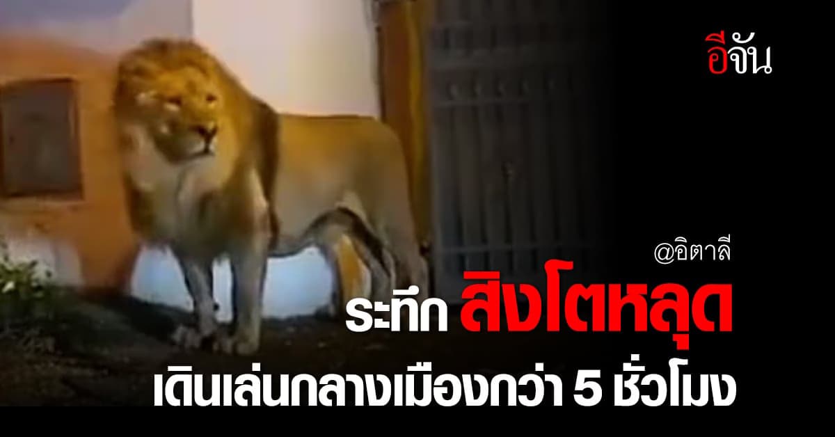 ระทึก สิงโต หลุดเดินเที่ยวกลางเมืองอิตาลี กว่า 5 ชั่วโมง