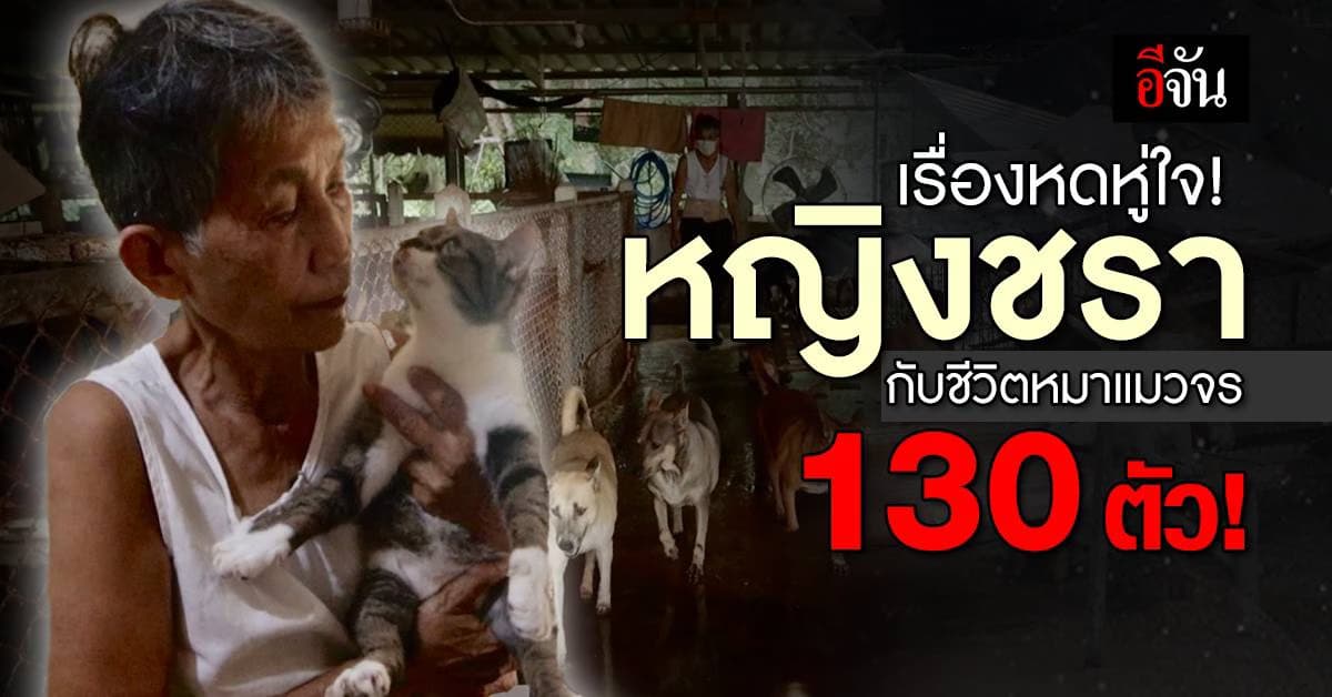 เปิดชีวิต “ป้าน้อย” หญิงชราใจบุญ วัย 73 นางฟ้าหมาแมวจร กว่า 130 ชีวิต!
