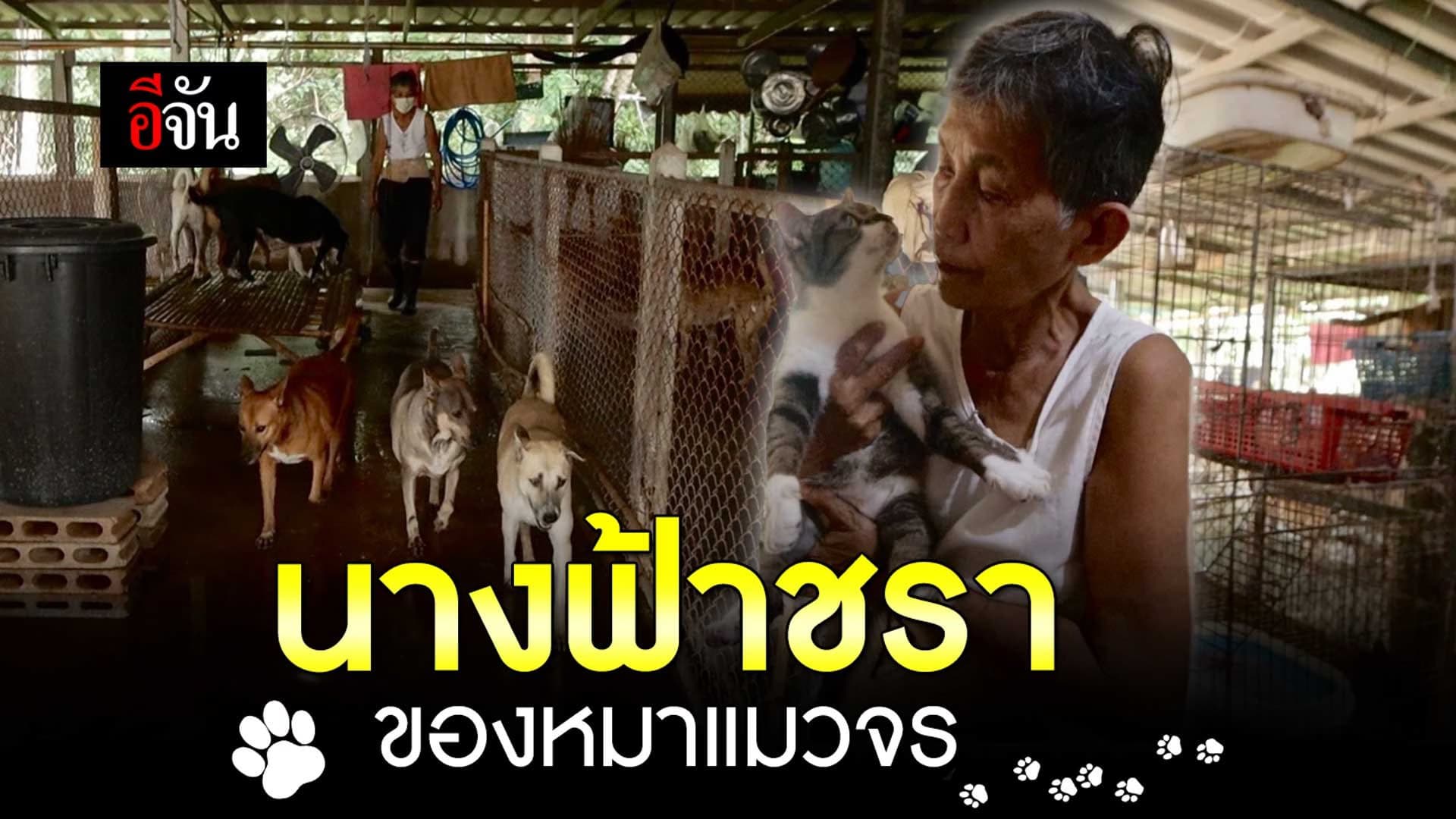 🎬 นางฟ้าชรา ของหมาแมวจร