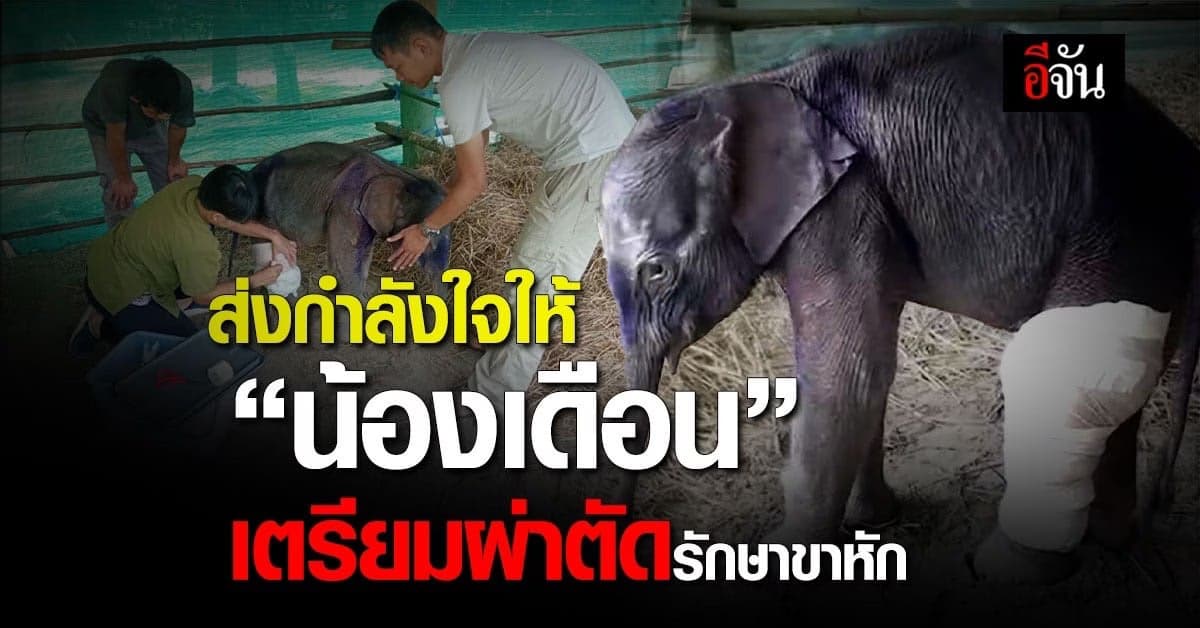 แผนการรักษาน้องเดือน ลูกช้างป่าทับลานขาหัก เตรียมผ่าตัดเร็วๆ นี้