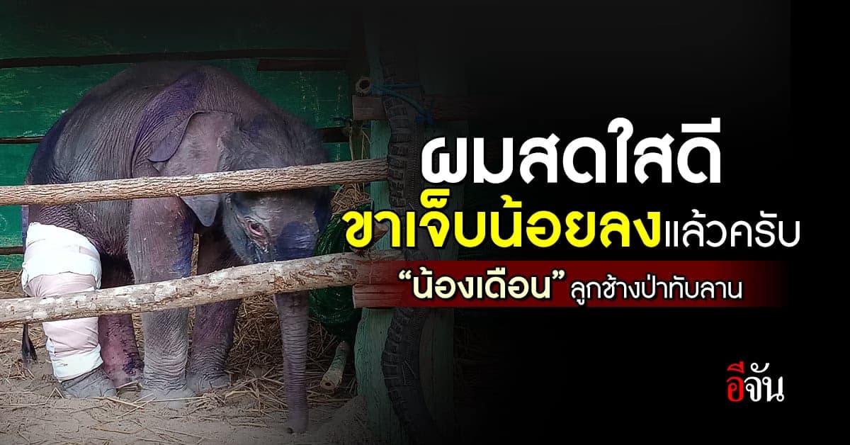 ลูกช้างป่าทับลาน อาการเจ็บขาหลังดีขึ้น สะดือที่ปิดไม่สนิทเป็นโพรงแคบลง