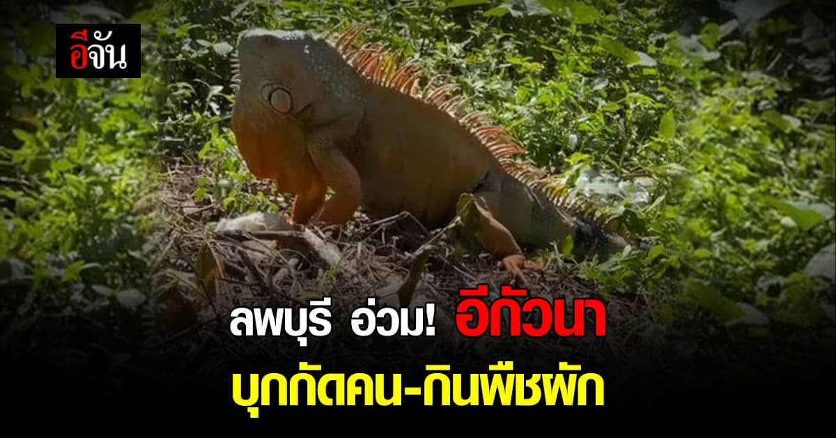 ผู้ว่าฯลพบุรี สั่งเร่งสำรวจ อีกัวนาระบาด กัดกินพืช-กัดคน