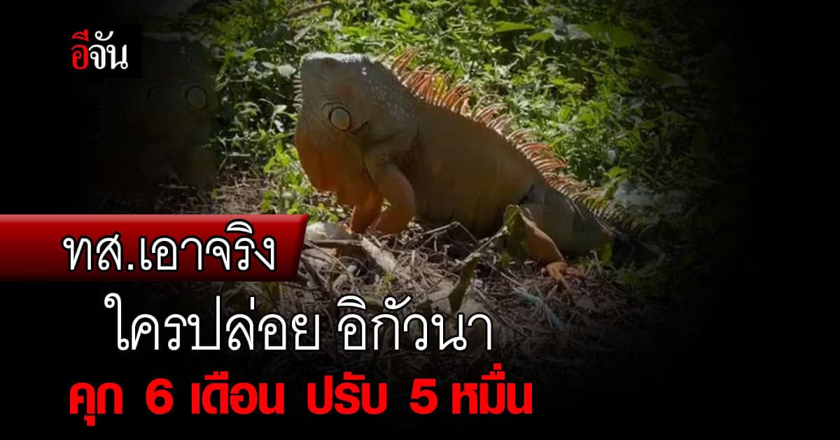 พัชรวาท สั่งเร่งแก้ปัญหา อิกัวนา เตือนปล่อยเพ่นพ่านมีโทษหนัก